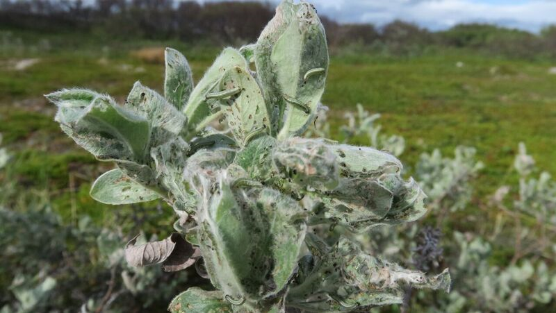 Moth outbreaks at Varanger peninsula have spread to salix shrub